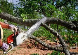 Tree and Shrub Care in Lamar, MO